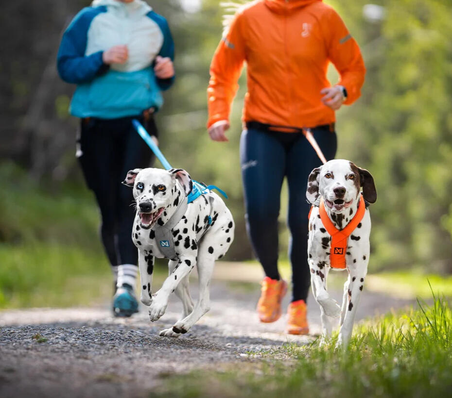 Non-stop Dogwear Dog Supplies, York, Maine. Serving New England and Ships Nationwide. Dog Harness, Dog Leash, Bungee Leash, Dog Life Jacket, Dog PFD, Dog Insulated Jacket, Dog Booties, Dog Collar, Dog Bed.