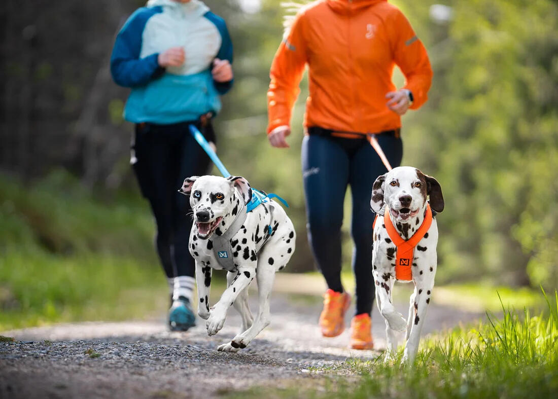 Dog Supplies Retailer York, Maine exclusively offering Non-stop Dogwear premium harnesses, jackets, booties, leashes, collars, beds, and more.