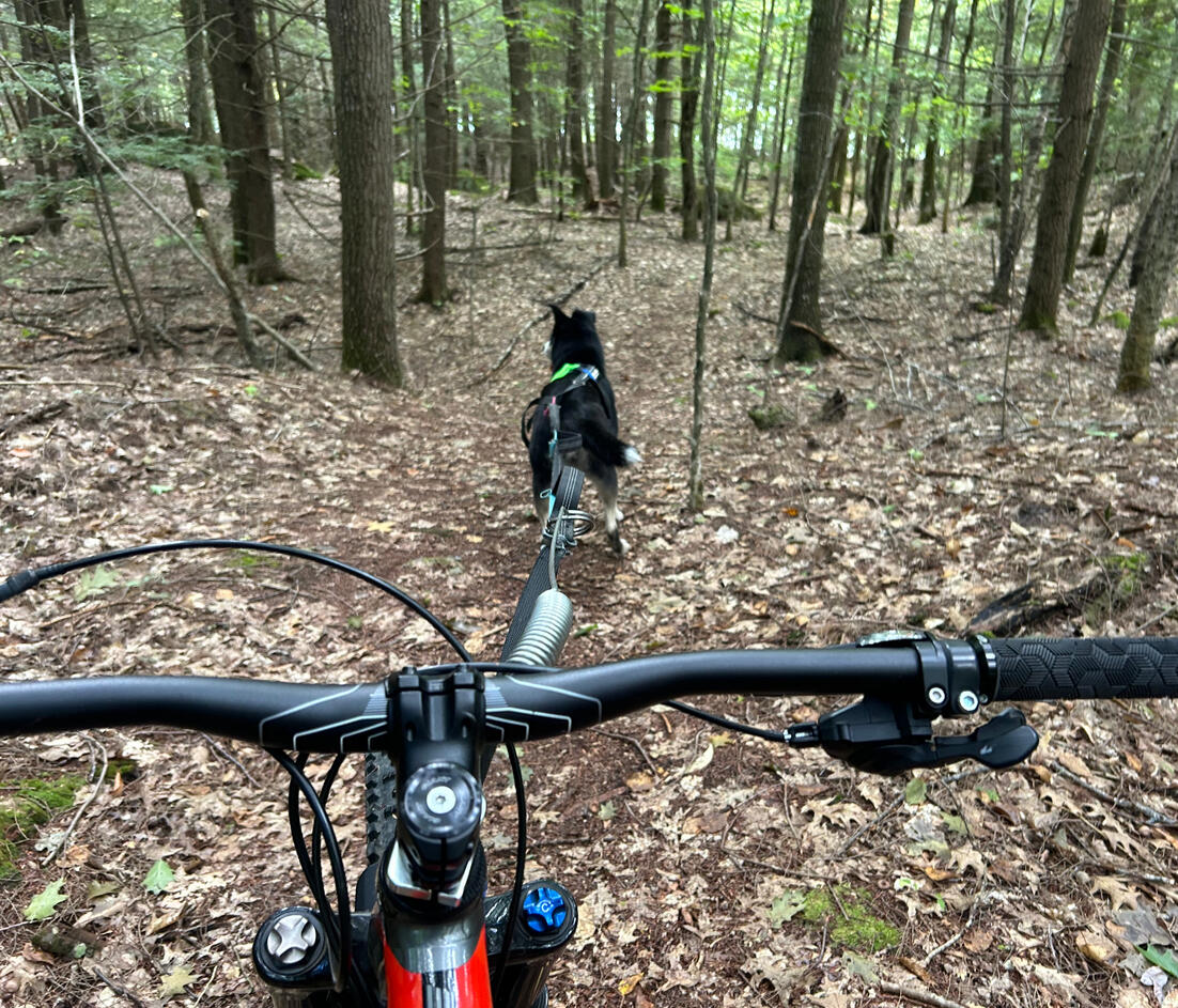 Northern Explorer Supply sells and rents Bikejoring, Skijoring, Cani-cross, Dog Hiking Gear and other Dog Supplies designed for Bikejoring on a mountain biking trail with dog in Maine.